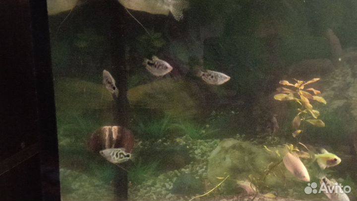 Мальки гурамок