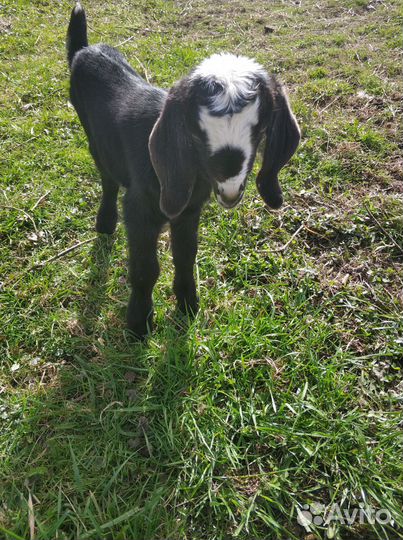 Нубийские высоко процентные козлята