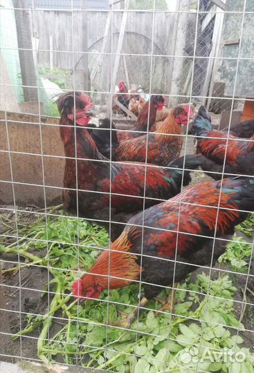 Молодые петушки