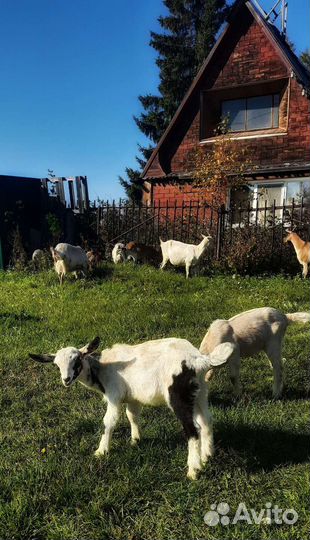Козочки и козлики от высокоудойных родителей