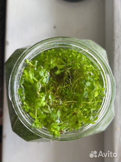 Аквариумные растения вместе с водорослями