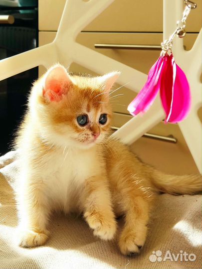 Золотая няшечка- лупастик