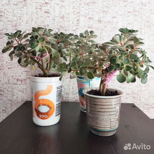 Ахризон Аихризон