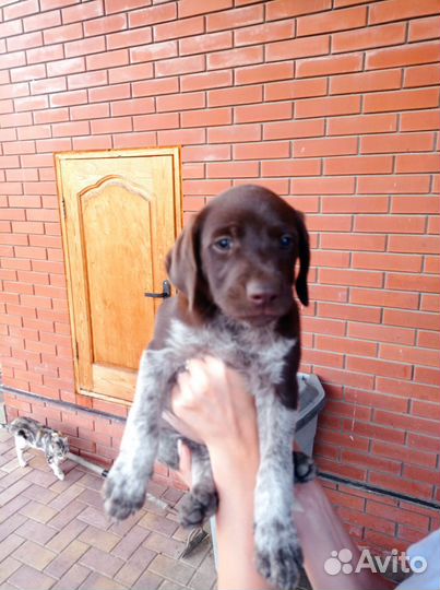 Продам щенков курцхаара