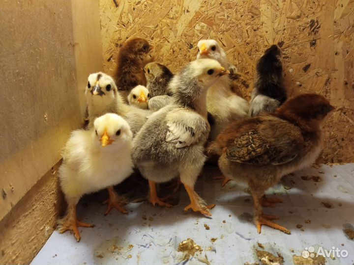Цыплята суточные и подрощенные
