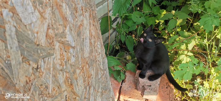 Чёрный котенок