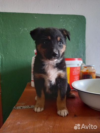 Собака в добрые руки отдам бесплатно