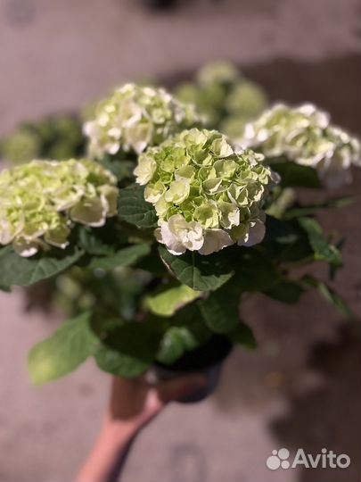 Гортензия крупнолистная