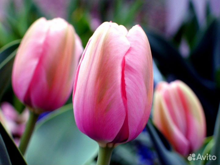 Тюльпаны оптом от производителя