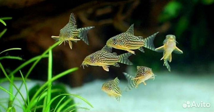 Коридорас штерба сомики Аквариумные рыбки