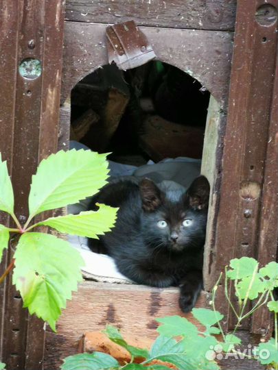 Черный котенок с голубыми глазами