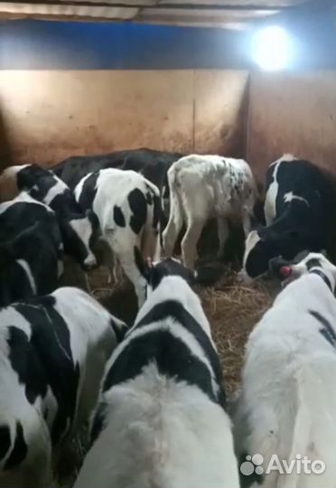 Бычки и телята