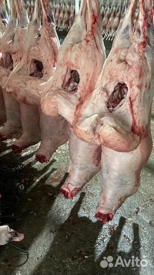 Курдюк бараний свежезаморож. Халяль с доставкой