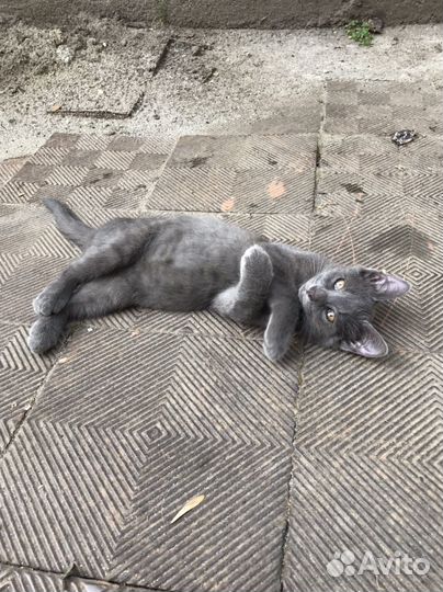 Котенок мальчик серый