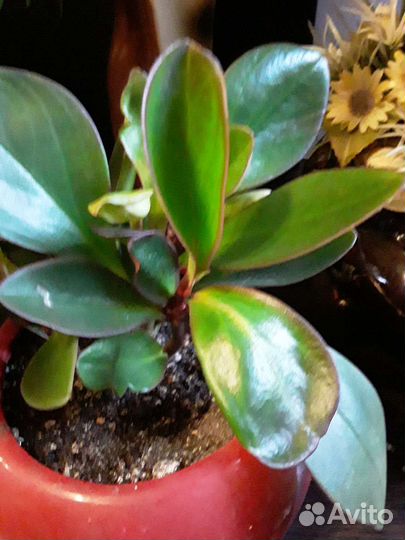 Хойя белла цветущая ампельная