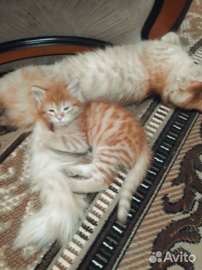 Котенок в дар