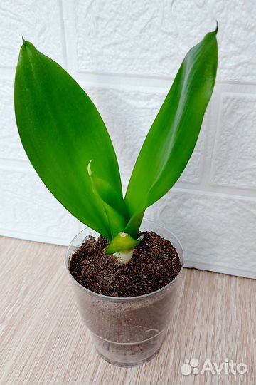 Сансевиерия Sansevieria