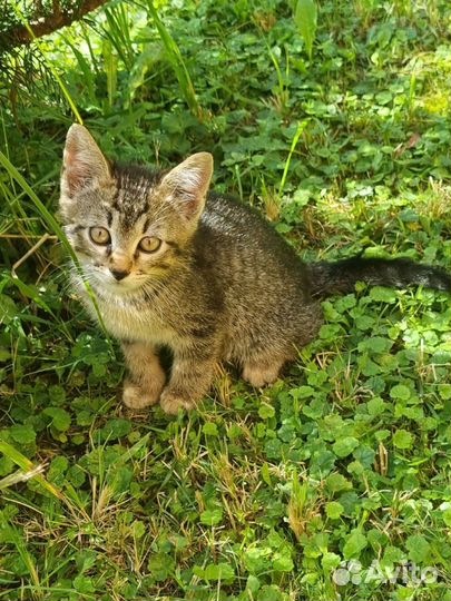 Полосатые маленькие котята в добрые руки