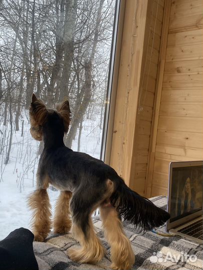 Йоркширский терьер вязка