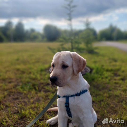 Щенки лабрадора