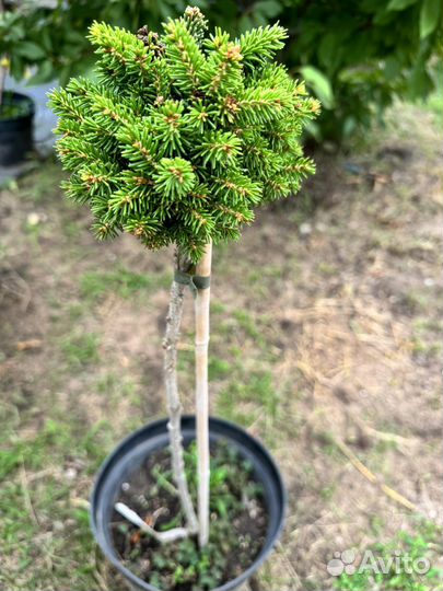 Редкие растения