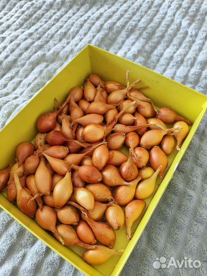 Семенной лук шалот