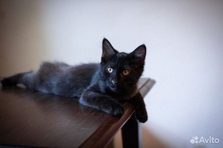 Кошка в дар