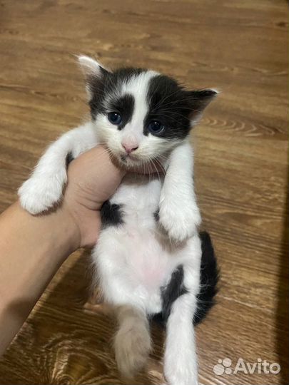 Котята породистые