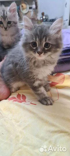 Котята и кот в добрые руки