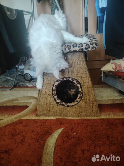 Продам кошечек Мейн-кунят