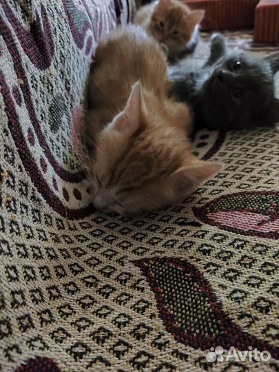 Кошка в дар бесплатно