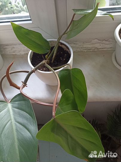 Филодендрон