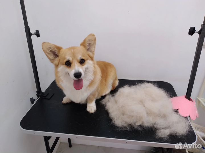 Груминг собак и кошек