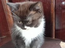 авито животные кошки. злая кошка объявление. объявление о продаже котят. сибирские котята. шотландские вислоухие двухмесячные котята.