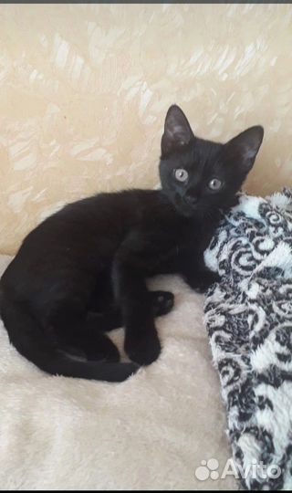 Кошки в добрые руки