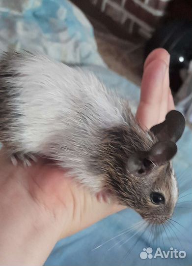 Дегу,6 девочки и мальчики