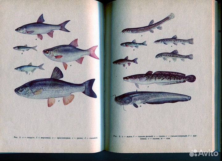 Книги о рыбах аквариумных и речных