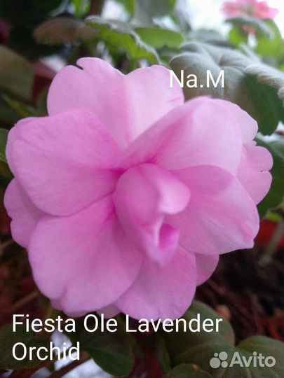 Бальзамины махровые сортовые