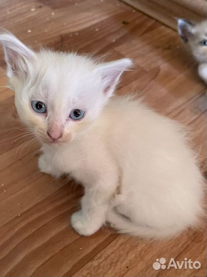 Кошки в добрые руки бесплатно