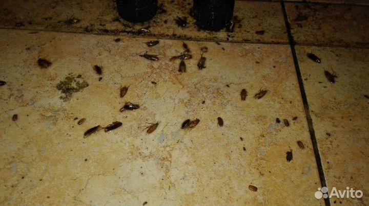 Консультация по уничтожению тараканов Миша Титов j-5800