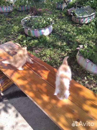 Отдам котят