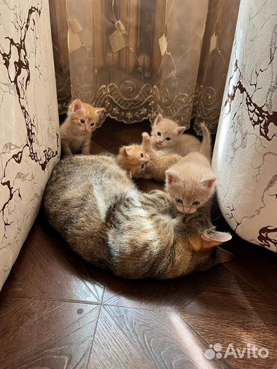 Котята в добрые руки даром