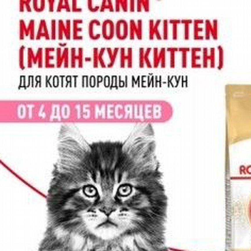 Maine coon kitten PRO 8 кг