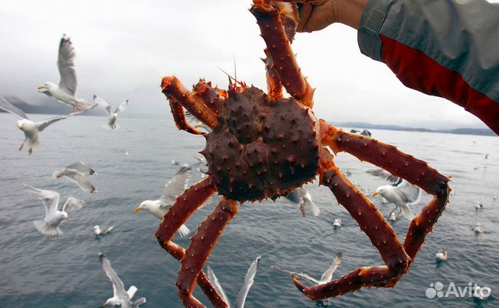 Рыбалка на треску