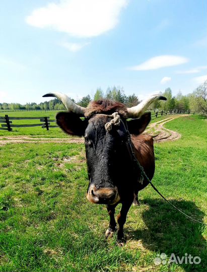 Корова дойная