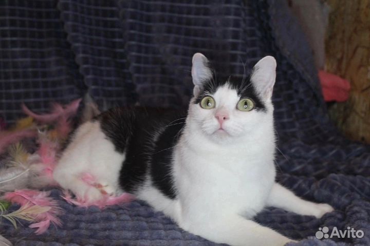 Кошка в дар бесплатно
