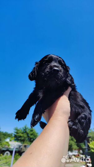 Щенки Кокер Спаниель