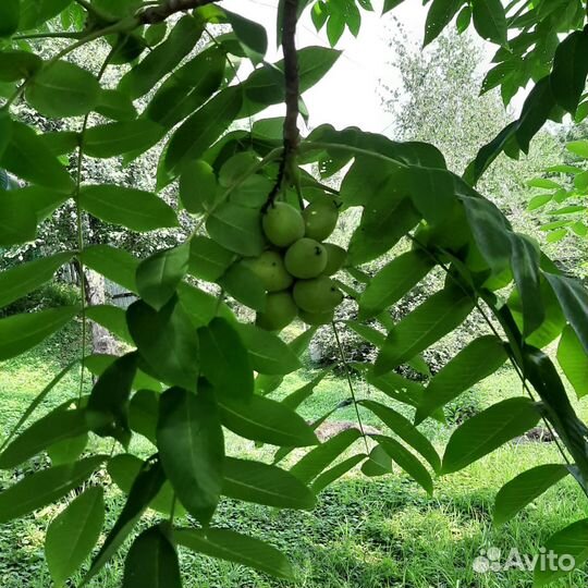 Саженцы маньчжурского ореха