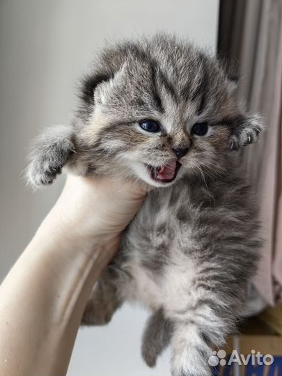 Шотландские котята
