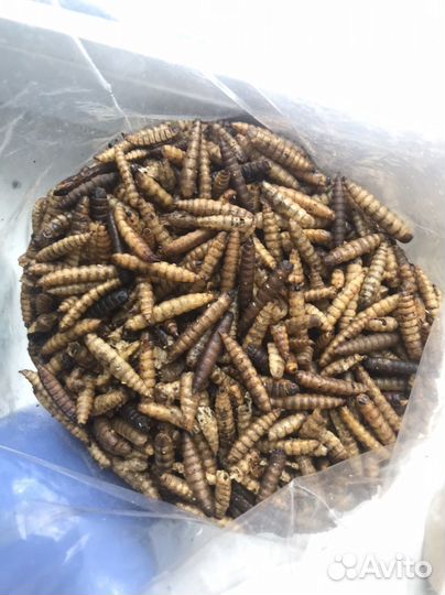 Сушеная личинка черной львинки